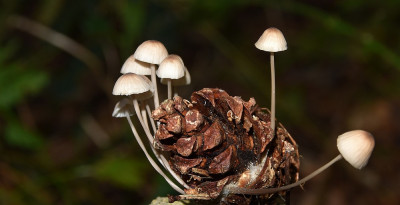 sized_Zeedenmycena.JPG