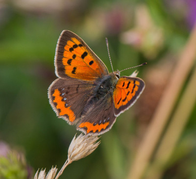 IMGL0599 Vlinders in Nederland, Vlinders en overige insecten,  Butterfly, Bee & Dragonfly Appreciation,.jpg