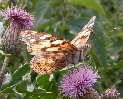 Hoeksche Waard, 06-2019