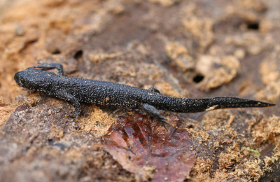 IMG_0491-2 Kamsalamander 1.jpg