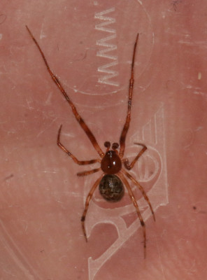 IMG_3928-2 Broeikasspin (Parasteatoda tepidariorum).jpg