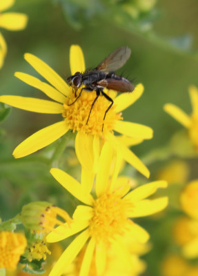 IMG_8465-2 Eriothrix rufomaculatus.jpg