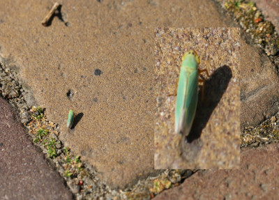 IMG_8806-2 Groene rietcicade.jpg