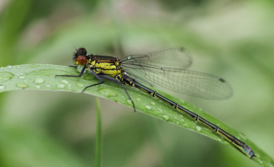 20160525_238 Odonata, Libellen & Juffers.jpg