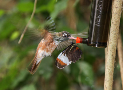 20100618_302 Footo.jpg