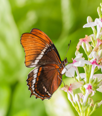 IMGL4753 Butterfly, Bee & Dragonfly.jpg