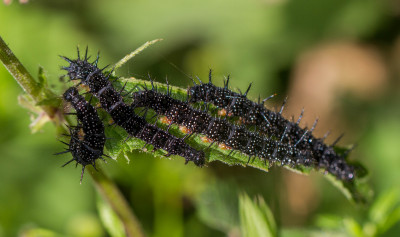 IMGL0258 Butterfly, Bee & Dragonfly, Vlinders in Nederland, Vlinders en overige insecten.jpg