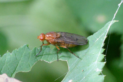 Dryomyza anilis