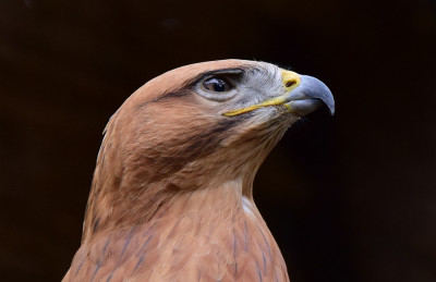 sized_arendbuizerd.JPG