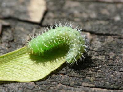 Periclista pilosa