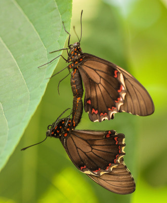 20150701_347 Battus polydamas  Fotografen Vlinderspotters  Insecten  Butterfly, Bee & Dragonfly, Butterflying Around the World.jpg