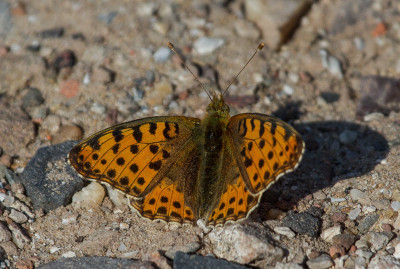 IMGL2265a Vlinders en overige insecten.jpg