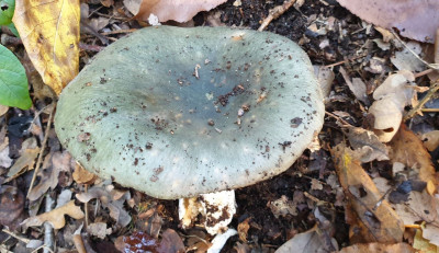 berijpte russula (3).JPG