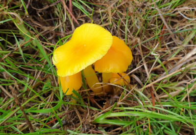 elfenwasplaat (9).JPG