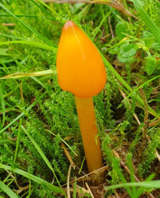 zwartwordende wasplaat3.JPG