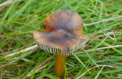 zwartwordende wasplaat (7).JPG