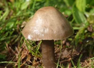 grauwe wasplaat (3).JPG