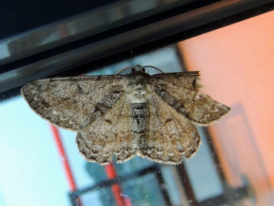 Grote spikkelspanner