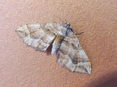 Kajatehoutspanner