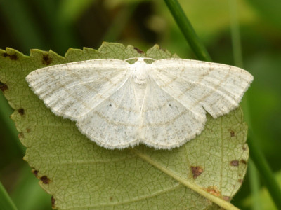 Witte grijsbandspanner