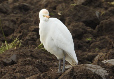 koereiger (3).JPG