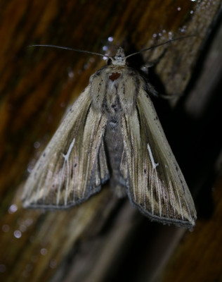 180892688_1 Witte L-uil.jpg