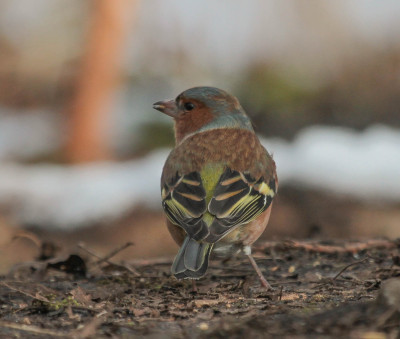 20130213_647 Waarnemingen.jpg