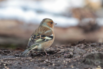 20130213_723 Waarnemingen.jpg