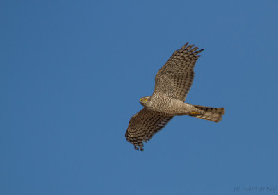 IMGL8417 Vogelvrienden, echte vogelvrienden,Flora & Fauna, footo,Vogelaars natuur & vogelfotografie.jpg