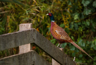 IMGL5582 Flora en fauna footo Echte vogelvrienden Waarnemingen.jpg