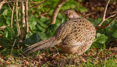 IMGL6792a Flora & Fauna in Nederland,  Waarnemingen.jpg