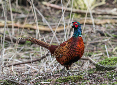 20130220_82 Vogelaars natuur & vogelfotografie, Vogelvrienden'Waarnemingen.jpg