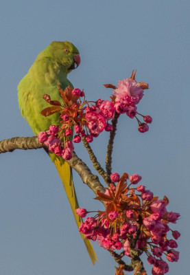 IMGL1255 Vogelaars natuur & vogelfotografie Footo.jpg