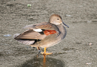 IMG_1230  Vogelaars natuur & vogelfotografie.jpg