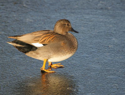 IMG_1226  Vogelaars natuur & vogelfotografie.jpg