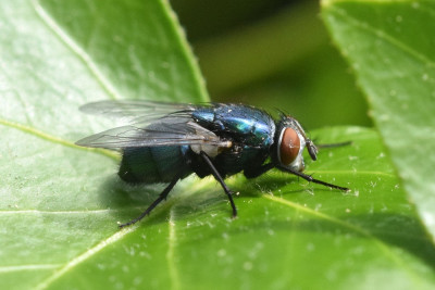 Lucilia sericata (v)