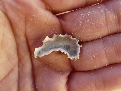 Kamoester