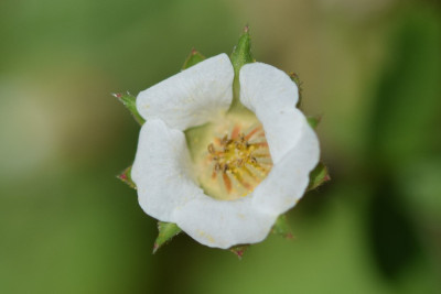 Aardbeiganzerik