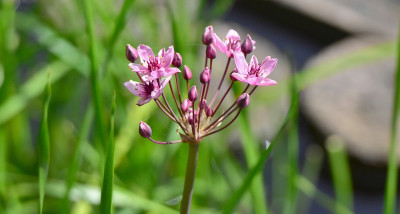 sized_Zwanenbloem.JPG