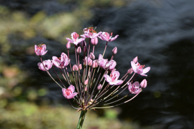 Zwanenbloem