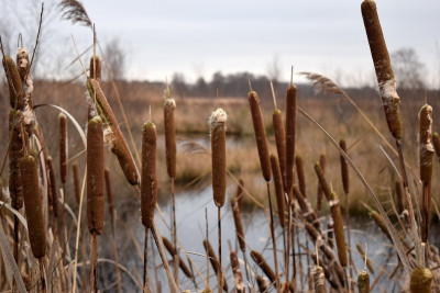 Grote lisdodde