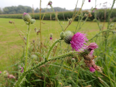 Kruldistel