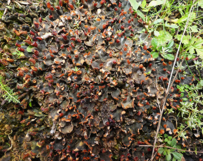 Soredieus leermos - Z.Crailo 100123.JPG