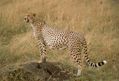 Cheeta Masai Mara National Park Kenia 3.jpg