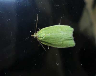 Groene eikenbladroller - Tuin 030622 (1).JPG