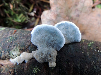 Blauwe kaaszwam
