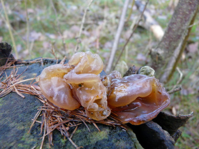 Bruine trilzwam