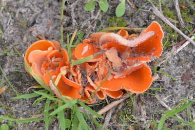 Grote oranje bekerzwam