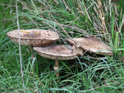 Grote parasolzwam