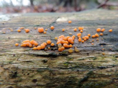 Oranje druppelzwam